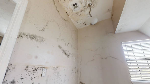 Best Indoor Air Quality Assessment  in Wilkinsburg, PA