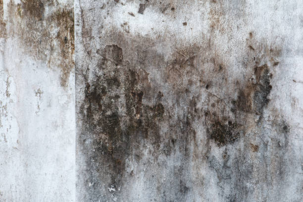 Best Basement Mold Removal  in Wilkinsburg, PA