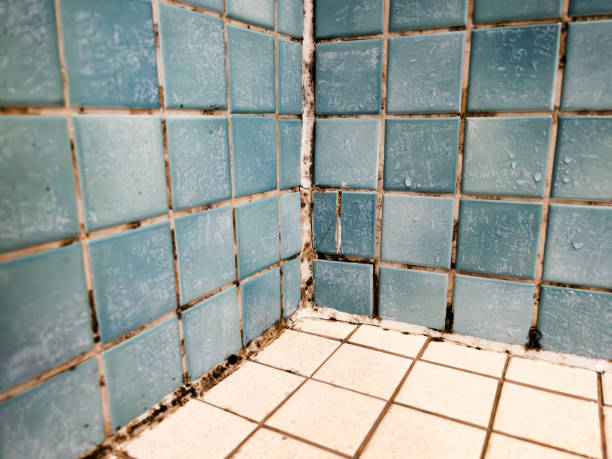 Best Asbestos and Lead Testing During Mold Inspection  in Wilkinsburg, PA