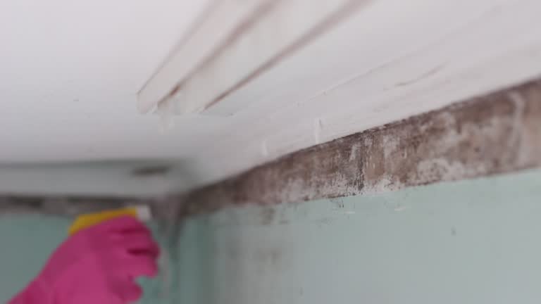 Mold Documentation for Insurance Claims in Wilkinsburg, PA